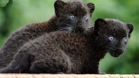 BABY ANIMALS (2), Black Panther Cub HD wallpaper | Pxfuel