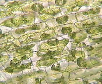 Elodea Plant Cell Under Microscope | My XXX Hot Girl