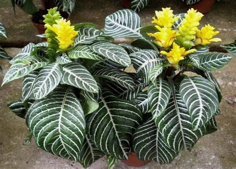 Aphelandra squarrosa | Plantas ornamentais, Plantas, Plantas jardim