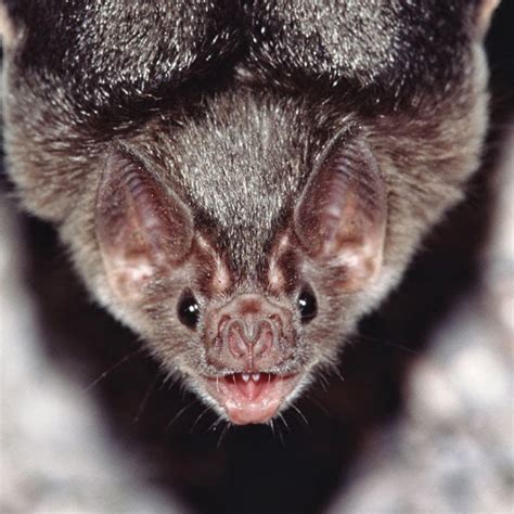 AVEEK- Blogs: Vampire bats