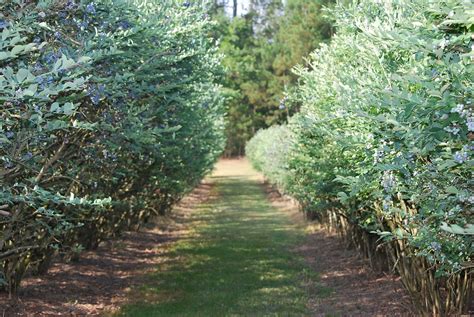 My story in recipes: Blueberry Farm