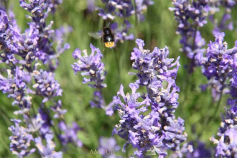 Wandering Through the Cotswolds Lavender Fields - Glamour in the County