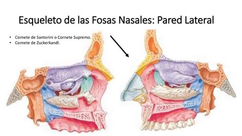 Fosas Nasales Anatomia