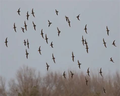 Pectoral sandpiper - Facts, Diet, Habitat & Pictures on Animalia.bio