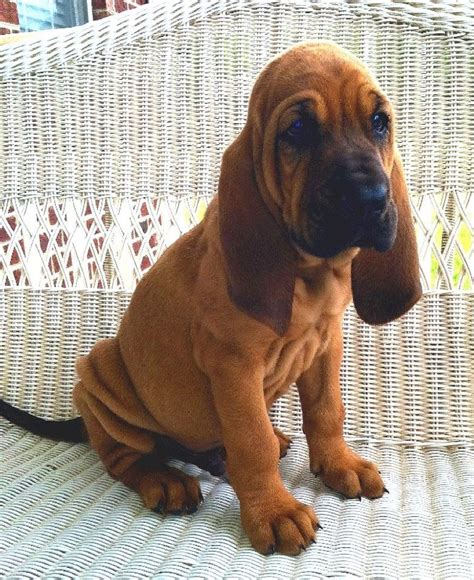 Bloodhound - Temperament, Lifespan, Shedding, Puppy