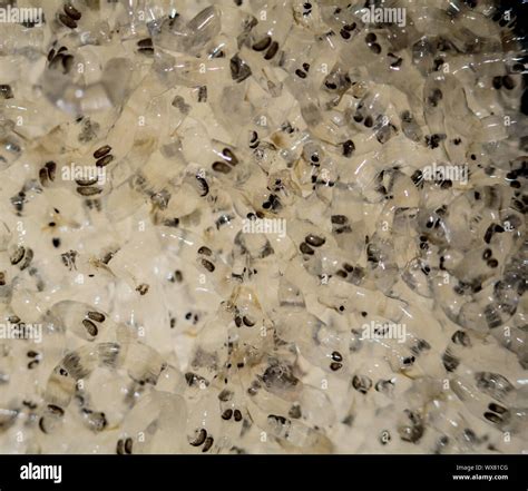 white mosquito larvae, fish food Stock Photo - Alamy