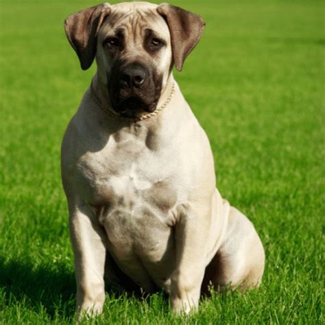 Mastiff Colors & Patterns - From Common to Extremely Rare