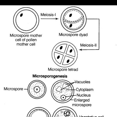 😎 Microspore tetrad. The influence of tetrad shape and intersporal callose wall formation on ...