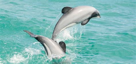 Second Hector's dolphin killed in two months | Star News