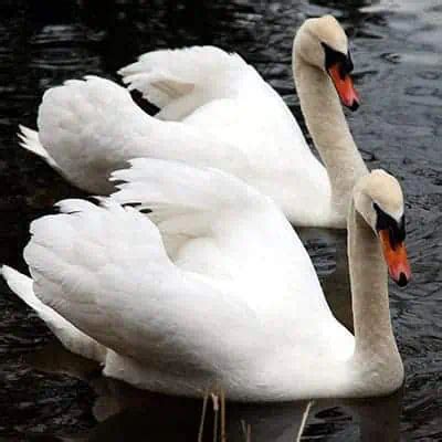 7 Swan Species & Swan Types (How to Identify) - Pond Informer