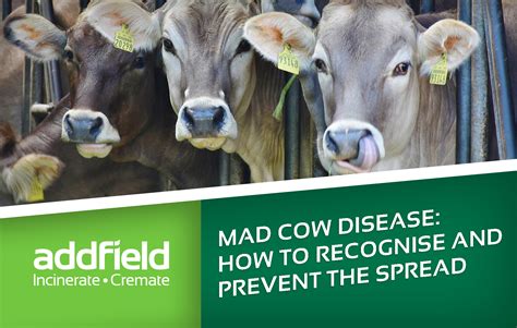 Preventing Mad Cow Disease - Quotes Today