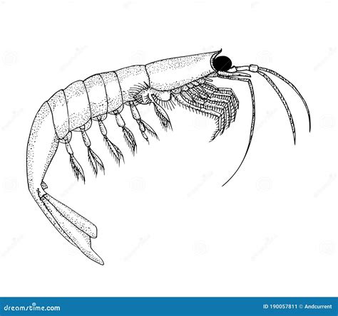 Krill. Hand Drawn Black Vector Silhouette Realistic Illustration. | CartoonDealer.com #199393913