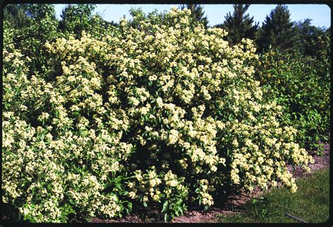 Gray dogwood - overall shrub, covered in flowers | Drought tolerant ...