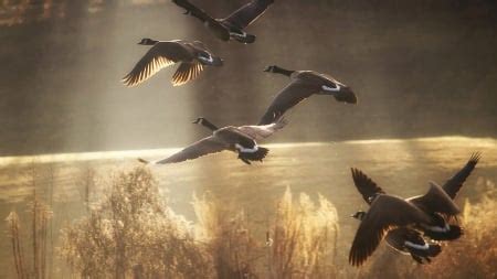 canadian geese taking flight - Ducks & Animals Background Wallpapers on Desktop Nexus (Image ...