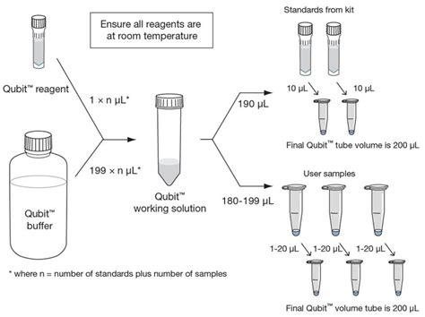 Estritamente Ligação fatia qubit dsdna br assay kit protocol ...