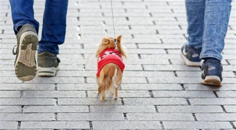 23 Best Dogs For Cities: Breeds That'll Thrive in Big Cities!