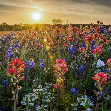 Wildflower dawn (Ennis, Texas) by Steve Harbula (@atreefalling) on Instagram