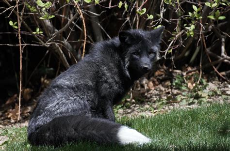 Melanistic Red Fox (Silver Fox) spotted in downtown Salt Lake City today 4/11/2020 : r ...