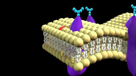 Explaination of cell membrane 3d animation - YouTube