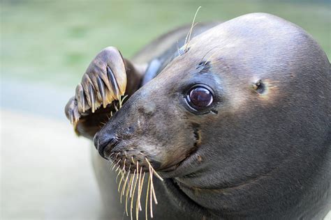 Gray Seal Photograph by Mallon Connor - Fine Art America