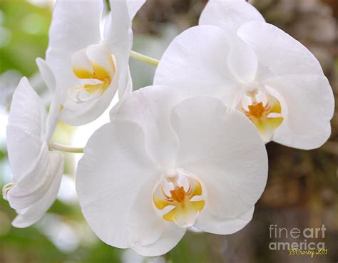 Moon Orchid Photograph by Susan Stevens Crosby