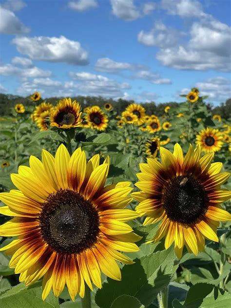 Sunflowers of Holland Ridge Farms Photograph by Kerry Tarigo - Fine Art ...