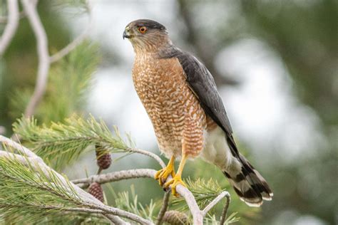 How to Make Cooper's Hawk Identification