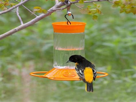 Oriole Nectar Recipe - Food.com | Recipe | Nectar recipe, Hummingbird food, Oriole bird feeders