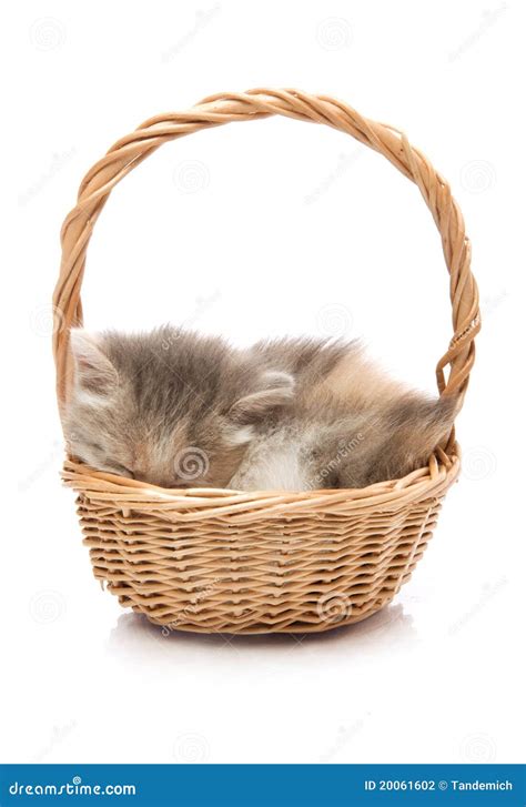 Kitten sleeping in basket stock photo. Image of kitten - 20061602