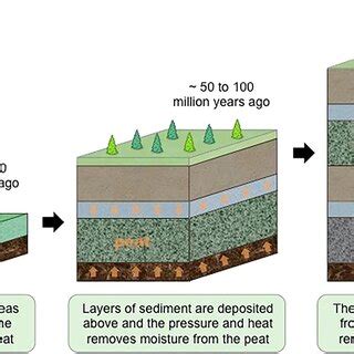 Schematic presentation of peat formation process [6]. (Credit: Kentucky... | Download Scientific ...