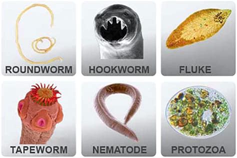 Types Of Stomach Worms In Humans