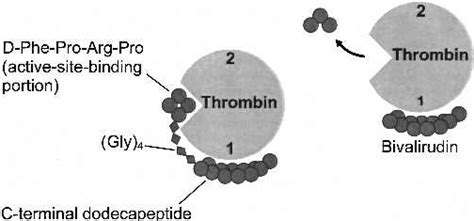 Bivalirudin mechanism of action. Bivalirudin binds thrombin at the... | Download Scientific Diagram