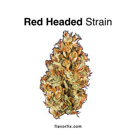 Red Headed Stranger Strain Info | Flavor Fix