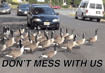 Canada Goose Attack Meme / Funnyiest Aggressive Geese Attacks ...