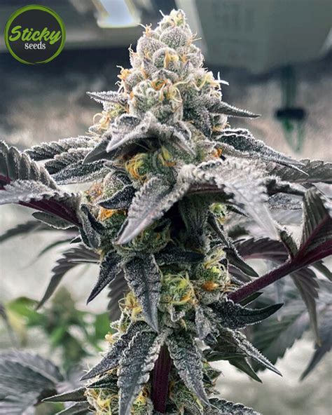 Runtz Feminized Seeds - Sticky Seeds