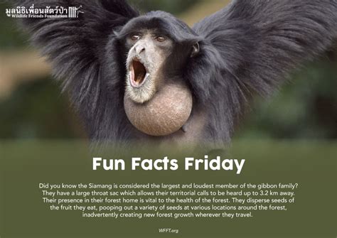 Fun Facts Friday - Wildlife Friends Foundation Thailand