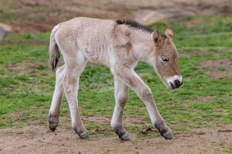 Przewalski's horse clone foaled at San Diego Zoo using 42-year-old DNA