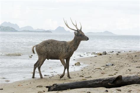 Timor or Rusa Deer, Cervus Timorensis Stock Image - Image of indonesian, timorensis: 32326711