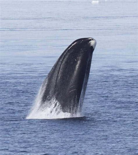 The bowhead whale lives over 200 years. Can its genes tell us why ...