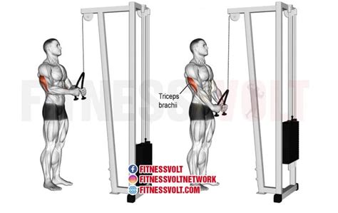 Tricep Rope Pushdown (Triceps) – Fitness Volt