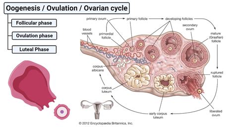 The Stages of Oogenesis: From Egg Formation to Ovulation