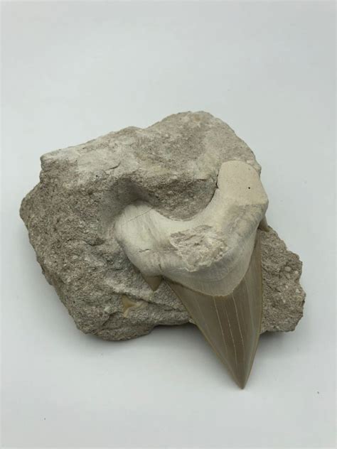 Shark Tooth - Otodus obliquus - 85 mm (Morocco) - Natural History Curiosities