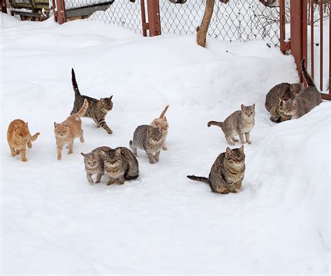 Caring for Community Cats During the Cold Weather | Hartz