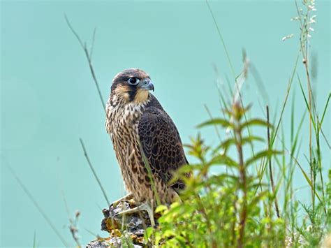 Premium Photo | Peregrine falcon falco peregrinus