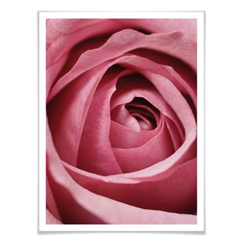 Poster the Pink Rose | wall-art.com