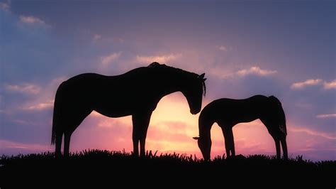 horse, Animals, Baby Animals, Sunset, Silhouette Wallpapers HD / Desktop and Mobile Backgrounds