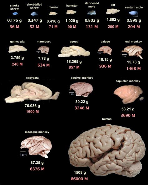 brainS | Human brain, Brain anatomy, Brain pictures