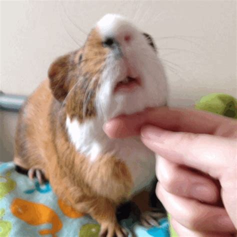 Guinea Pig GIFs - Find & Share on GIPHY