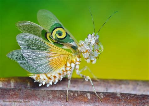 Gogimogi's Top 10 Most Beautiful Insects - Gogimogi