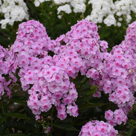 Phlox paniculata 'Opalescence' PP33295 CPBRAF | Perennial Resource